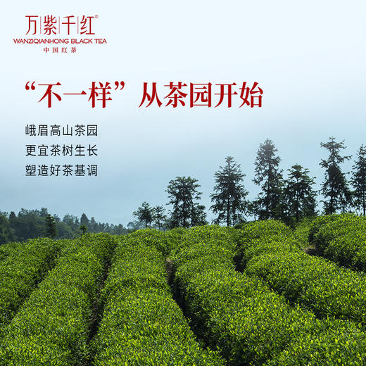 万紫千红红茶一级岩韵红茶168g礼盒装茶叶竹叶青茶业出品 商品图1