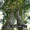 5月14日中午12点【掌柜私藏—十年陈弯弓】2015年头春头采10年勐海干仓弯弓古茶纯料 开仓放粮，重磅老茶资源分享 掌柜珍藏好茶，有钱难买的稀缺货357克/饼 商品缩略图11