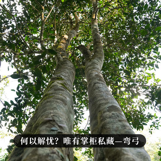 5月14日中午12点【掌柜私藏—十年陈弯弓】2015年头春头采10年勐海干仓弯弓古茶纯料 开仓放粮，重磅老茶资源分享 掌柜珍藏好茶，有钱难买的稀缺货357克/饼 商品图11