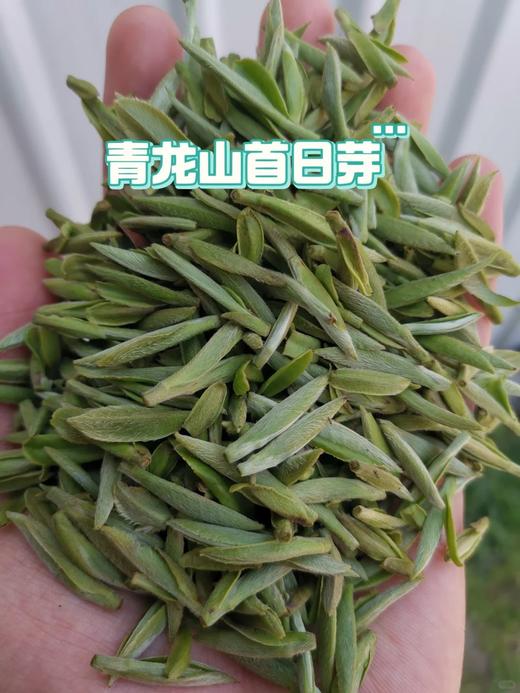 5月15日上午9点【青龙山首日芽】【吴洋山花香银针】2026年福鼎银针核心稀缺高货资源，绝对的超高品质超低价格，性价比超级高，免费试喝，500克/盒 商品图1