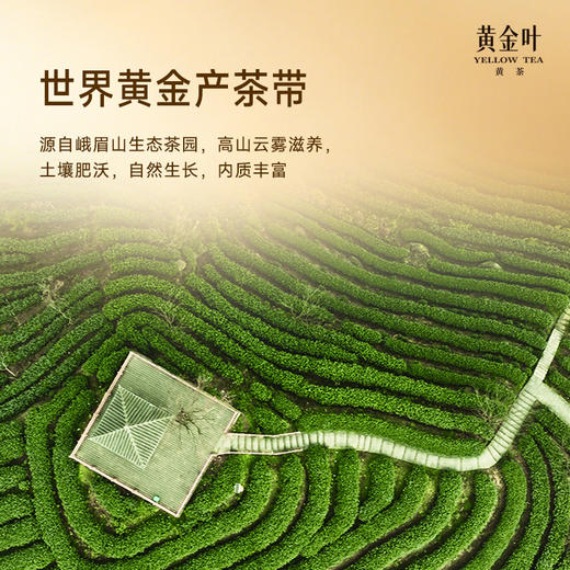 竹叶青茶业出品黄金叶黄茶茶叶特级双罐装160g茶叶礼盒川茶伴手礼 商品图2