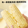 【极速锁鲜】喜鹊先生 白甜糯玉米 1.8kg（8根单根220g+） 轻食好选择自然本味 商品缩略图1