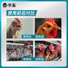 华畜啄羽清1kg 羽毛光亮丰满 卖相好 禽用饲料添加剂 商品缩略图1