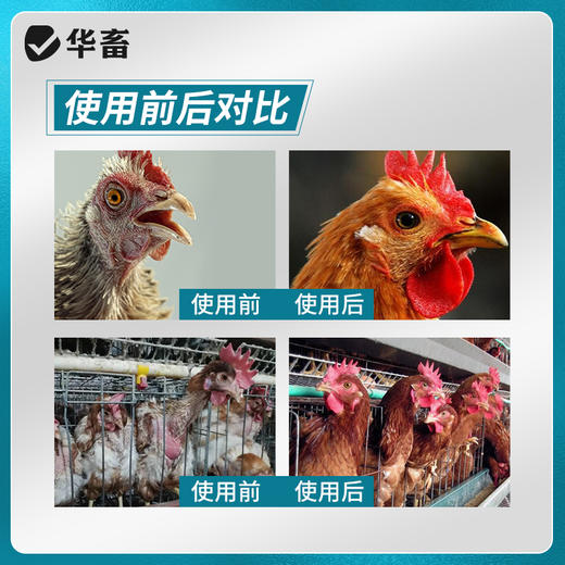 华畜啄羽清1kg 羽毛光亮丰满 卖相好 禽用饲料添加剂 商品图1