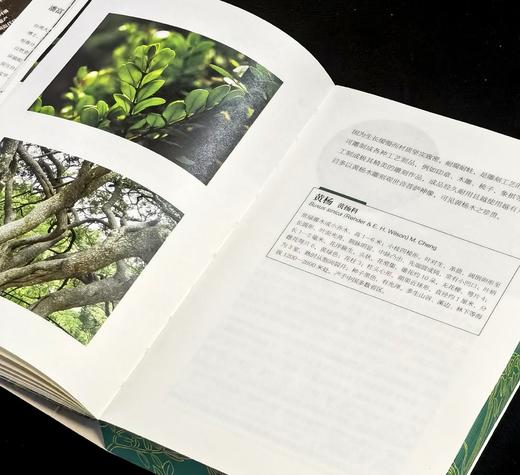 【新书推荐】《苏东坡颠沛流离植物记》，32开，平装，刷边，潘富俊著，九州出版社2026年一版一印，480面，定价88，售价：61 商品图8