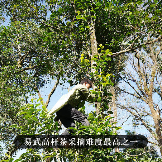 5月14日中午12点【哆依树高杆】2026年头春头采哆依树高杆更有野性，一口入喉，满满的清凉感，选取茶王周边八棵大高杆单采单制，100克/饼*5饼/提 商品图2