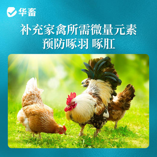 华畜啄羽清1kg 羽毛光亮丰满 卖相好 禽用饲料添加剂 商品图3