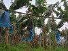 生态香蕉（ 黄蕉 红蕉 ）/需催熟后使用【基地直发】| 产地：福建漳州 | 生产者：戴胜利【公平贸易农人定价】 商品缩略图3