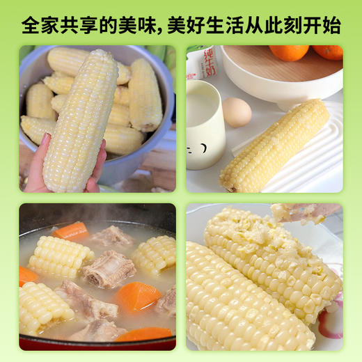 【极速锁鲜】喜鹊先生 白甜糯玉米 1.8kg（8根单根220g+） 轻食好选择自然本味 商品图5