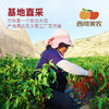 【顺丰。】西域美农 甘谷辣椒面500g 甘谷辣椒条100g 商品缩略图10