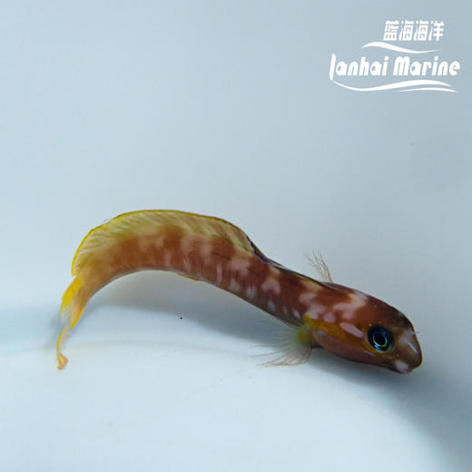 马代金蛟剪 商品图5