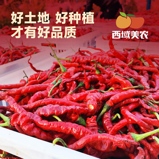 【顺丰。】西域美农 甘谷辣椒面500g 甘谷辣椒条100g 商品图7