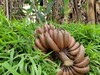 生态香蕉（ 黄蕉 红蕉 ）/需催熟后使用【基地直发】| 产地：福建漳州 | 生产者：戴胜利【公平贸易农人定价】 商品缩略图4