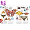 【中商原版】DK图片世界 昆虫 蝴蝶 甲虫和蜜蜂 DK Our World in Pictures Bugs Butterflies Beetles and Bees 英文原版 科普 商品缩略图3