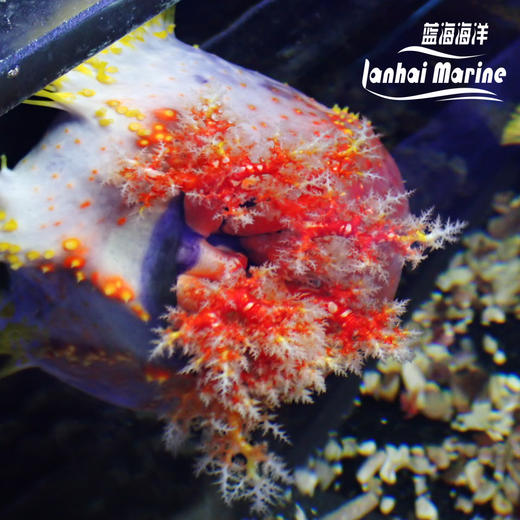 海苹果 商品图4