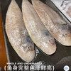 海鼎纪 龙利鱼 低脂高蛋白 老少皆宜 500g*3袋 商品缩略图4