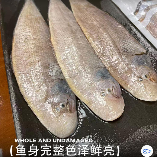 海鼎纪 龙利鱼 低脂高蛋白 老少皆宜 500g*3袋 商品图4