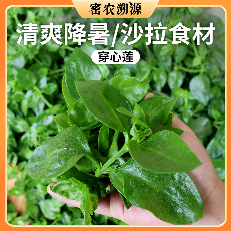 密云新鲜穿心莲  250g 清香爽口微酸可凉拌 沙拉食材  
