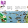 【中商原版】DK图片世界 昆虫 蝴蝶 甲虫和蜜蜂 DK Our World in Pictures Bugs Butterflies Beetles and Bees 英文原版 科普 商品缩略图4