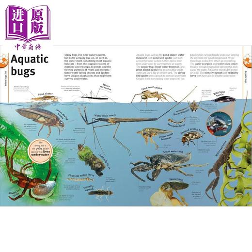【中商原版】DK图片世界 昆虫 蝴蝶 甲虫和蜜蜂 DK Our World in Pictures Bugs Butterflies Beetles and Bees 英文原版 科普 商品图4