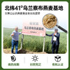 非常麦有机燕麦奶核桃乳羽衣甘蓝奇亚籽组合 商品缩略图1
