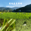 【家庭装2盒减30】香畴有机谷物粽 | 100g*10枚/盒（5种口味各2枚）有机白糯米 汨罗非遗手工技艺牛角粽 端午粽子 谦益农业 商品缩略图9