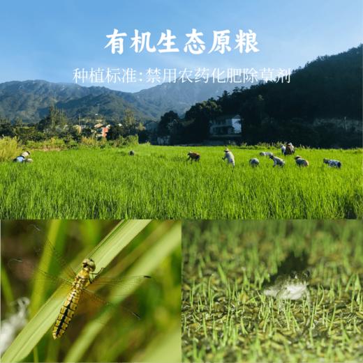 【家庭装2盒减30】香畴有机谷物粽 | 100g*10枚/盒（5种口味各2枚）有机白糯米 汨罗非遗手工技艺牛角粽 端午粽子 谦益农业 商品图9