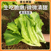 密云新鲜直立叶生菜300g  清爽香脆  水份饱满  鲜嫩微甜 商品缩略图0