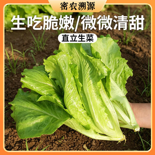 密云新鲜直立叶生菜300g  清爽香脆  水份饱满  鲜嫩微甜 商品图0