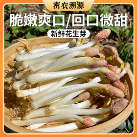 密云新鲜花生芽 400g  甜脆爽口 可爆炒涮火锅 花生苗长寿菜 特色水培蔬菜