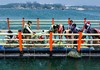 7.6/7.20/8.3/8.17【海防少年·7天6晚青岛＋威海双城逐浪夏令营】走进中国海洋大学校园；探访海军博物馆、刘公岛甲午遗址；乘船出海探访海洋牧场；海岸线骑行、巨轮打卡、海上嘉年华 商品缩略图13
