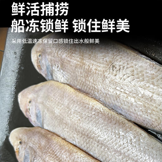 海鼎纪 龙利鱼 低脂高蛋白 老少皆宜 500g*3袋 商品图5