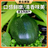 密云新鲜现摘墨玉西葫芦400g 长圆两种随机发货  口感皆佳  脆嫩爽口 商品缩略图0