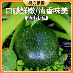 密云新鲜现摘墨玉西葫芦400g 长圆两种随机发货  口感皆佳  脆嫩爽口