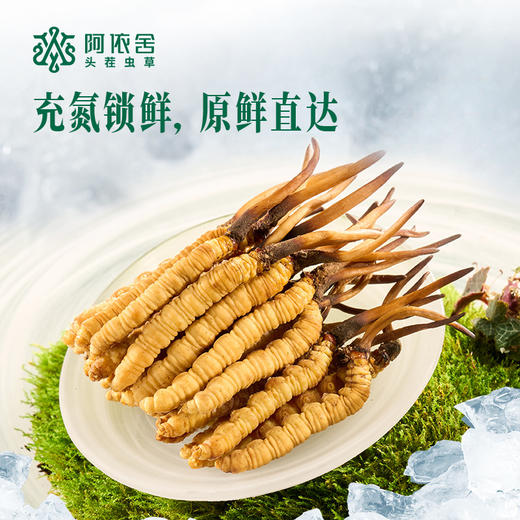 现在下单加送1根【2026年鲜草现货】阿依舍头茬新鲜冬虫夏草礼盒 商品图4