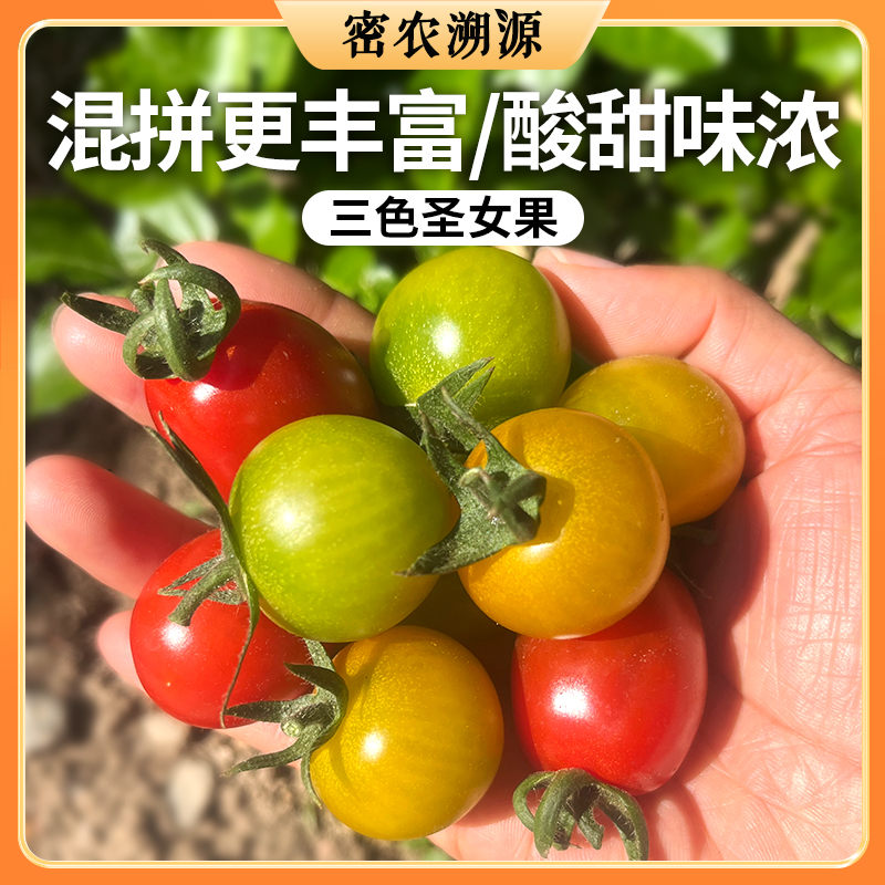 密云现摘三色圣女果 500g 皮脆酸甜爆汁 番茄味浓郁 新鲜小番茄  适合的生吃水果番茄