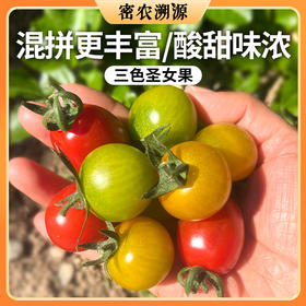 密云现摘三色圣女果 500g 皮脆酸甜爆汁 番茄味浓郁 新鲜小番茄  适合的生吃水果番茄