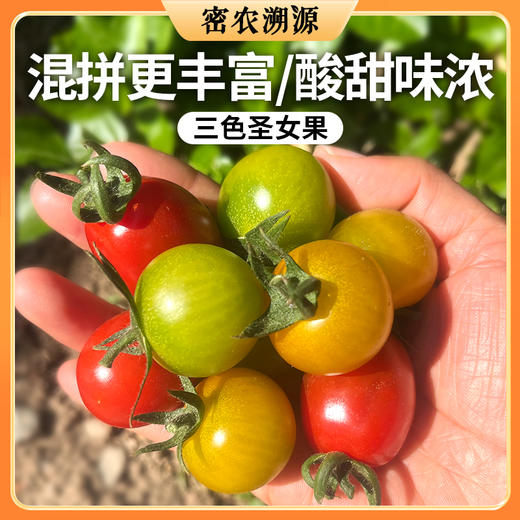 密云现摘三色圣女果 500g 皮脆酸甜爆汁 番茄味浓郁 新鲜小番茄  适合的生吃水果番茄 商品图0