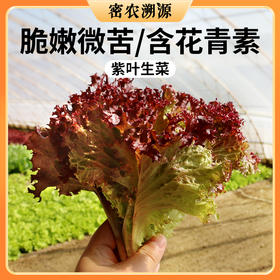 北京新鲜紫叶生菜300g叶质脆嫩  口感微苦  适合做沙拉 