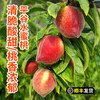 平谷新鲜现摘水蜜桃3斤 清甜脆爽 水蜜桃子清香 商品缩略图0
