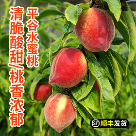 平谷新鲜现摘水蜜桃3斤 清甜脆爽 水蜜桃子清香