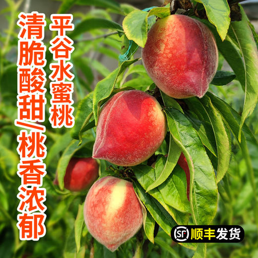 平谷新鲜现摘水蜜桃3斤 清甜脆爽 水蜜桃子清香 商品图0