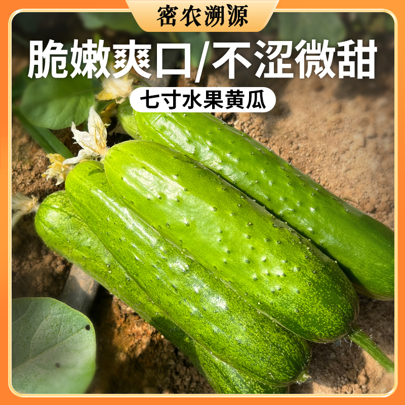 密云现摘七寸黄瓜  1斤   爽口脆嫩  瓜味浓郁  适合生吃 、蘸酱