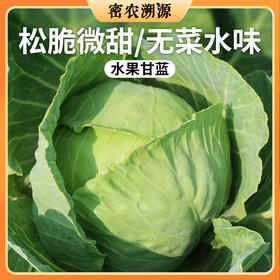 密云现砍水果甘蓝 650g    脆嫩微甜 新鲜绿甘蓝  可以凉拌生吃的圆白菜
