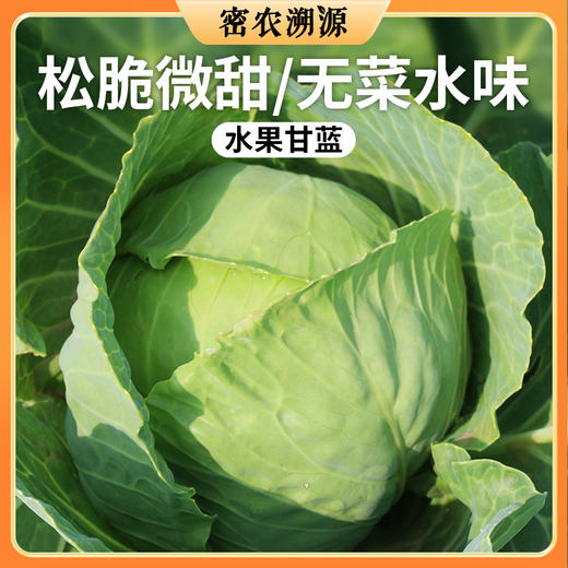 密云现砍水果甘蓝 650g    脆嫩微甜 新鲜绿甘蓝  可以凉拌生吃的圆白菜 商品图0