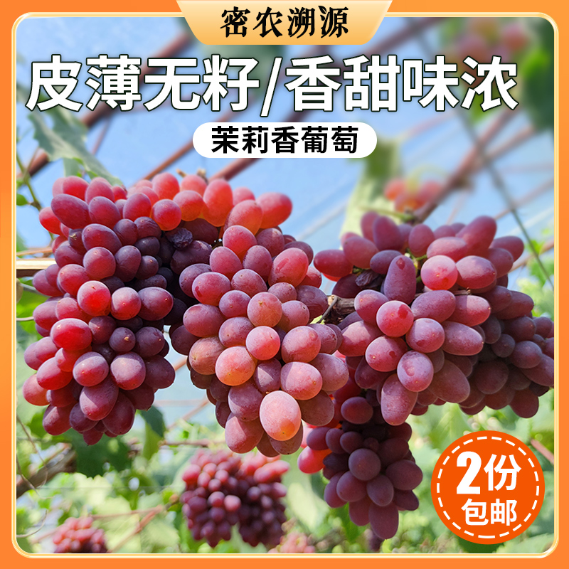 密云新鲜现摘小串茉莉香葡萄500g/份  拍2份包邮 迷你小葡萄 无籽 新鲜水果 清香多汁