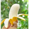 【苹果蕉】苹果蕉外形短胖，表皮薄而滑，乳白色的果肉散发淡淡的苹果香，口感更是软糯绵密呆萌可爱，一口爱上 不仅是甜，还有鲜，很喜欢 自然熟，放心吃的好香蕉 商品缩略图0