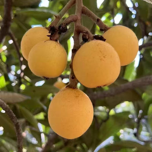 【塘栖白沙软条枇杷】杭州人都在等的这口甜  “西太洋”塘栖软条白沙枇杷，皮薄肉厚，果园直发，一口尝到初夏的甜 商品图6
