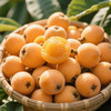 【塘栖红种枇杷 】鲜甜爆汁，皮薄肉厚，一口咬出初夏阳光味，68元起！ 商品缩略图1