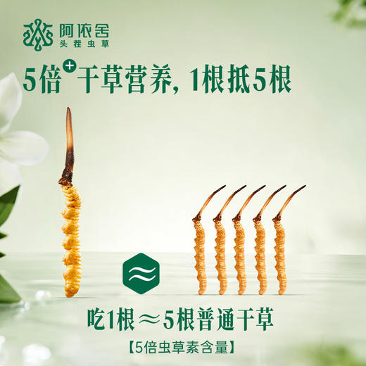 现在下单加送1根【2026年鲜草现货】阿依舍头茬新鲜冬虫夏草礼盒 商品图2